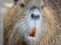 Nutria Invasion